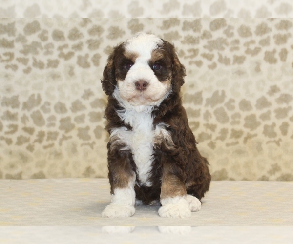 Medium Photo #3 Miniature Bernedoodle Puppy For Sale in DENVER, PA, USA