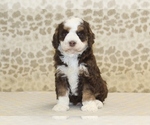 Small #2 Miniature Bernedoodle