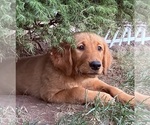 Puppy Puppy 7 purple Golden Retriever
