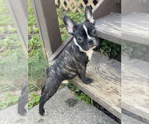 French Bulldog Puppy for sale in FLORISSANT, MO, USA