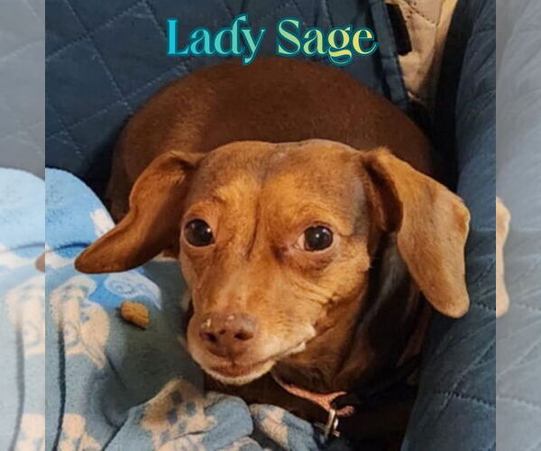 Medium Photo #2 Dachshund Puppy For Sale in San Antonio, TX, USA