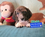 Puppy Zelda Dachshund