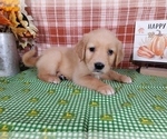 Puppy 4 Golden Retriever