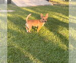 Small #3 Mutt