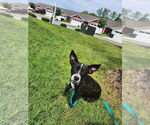 Small #1 Chihuahua Mix