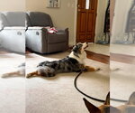 Small #11 Australian Shepherd