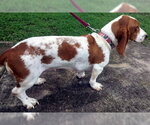 Small #2 Basset Hound
