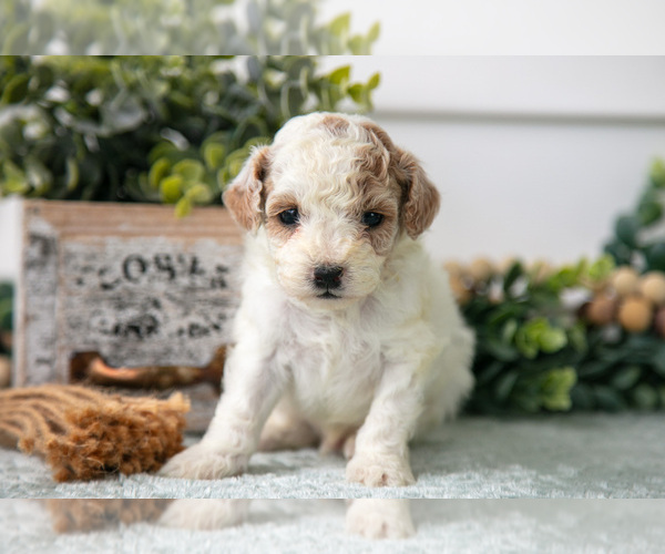 Medium Photo #2 Poodle (Miniature) Puppy For Sale in FARWELL, MI, USA