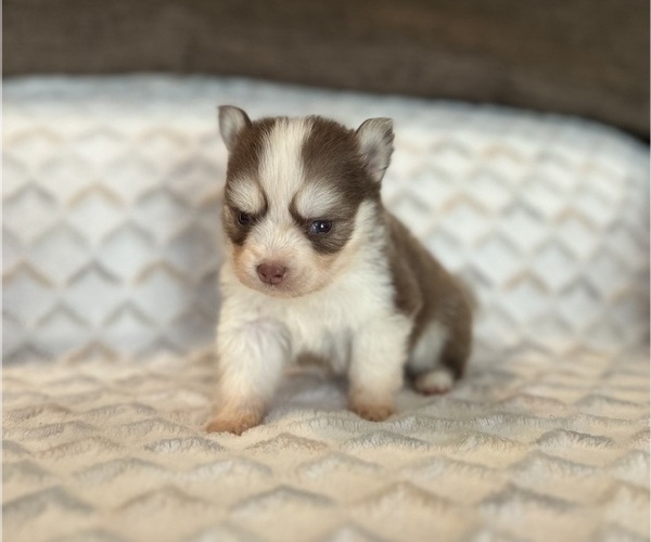 Medium Photo #2 Pomsky Puppy For Sale in DRACUT, MA, USA