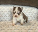 Small #1 Pomsky