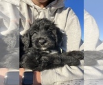 Small Photo #2 Aussiedoodle Puppy For Sale in ELIZABETHTON, TN, USA