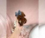 Small #40 Poodle (Toy)