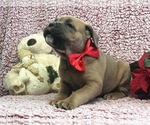 Small Photo #5 Cane Corso Puppy For Sale in CLAY, PA, USA