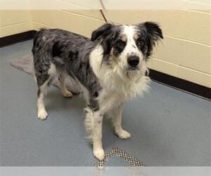 Australian Shepherd Dogs for adoption in Denver, CO, USA