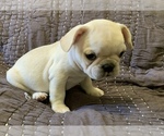 Small Photo #11 French Bulldog Puppy For Sale in ATL, GA, USA