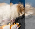 Small Photo #6 Pomeranian Puppy For Sale in INDIO, CA, USA