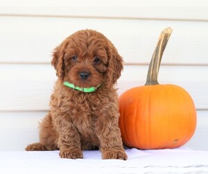 Cavapoo Puppy for sale in FREDERICKSBG, OH, USA