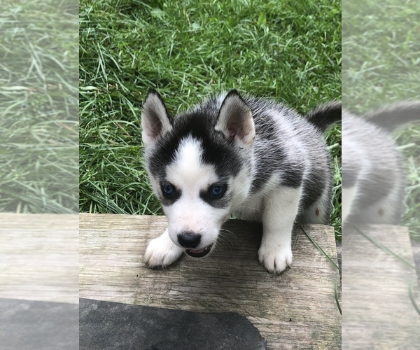 Medium Photo #14 Siberian Husky Puppy For Sale in BELLEVIEW, MO, USA