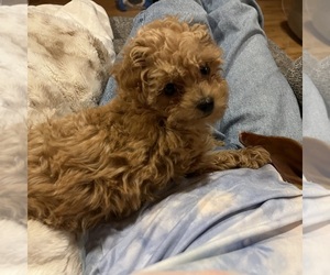 Poodle (Miniature) Puppy for sale in WORDEN, IL, USA