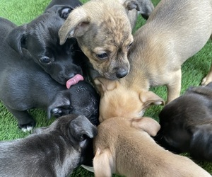 Boxer-Chihuahua Mix Litter for sale in PUYALLUP, WA, USA