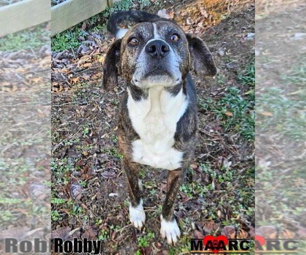 Medium Photo #2 Mutt Puppy For Sale in Maryville, TN, USA