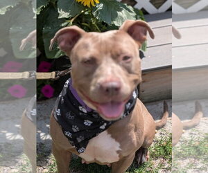 Mutt Dogs for adoption in Hillsboro, NH, USA