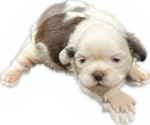 Puppy 1 Shih Tzu