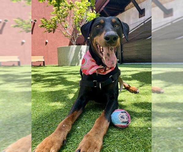 Medium Photo #1 Doberman Pinscher Puppy For Sale in San Francisco, CA, USA