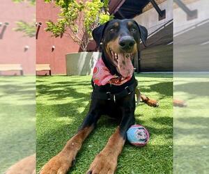 Doberman Pinscher Dogs for adoption in San Francisco, CA, USA