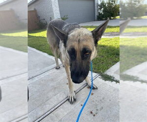 German Shepherd Dog Dogs for adoption in Houston, TX, USA