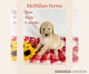 Poodle (Standard) Puppy for sale in COTTONTOWN, TN, USA