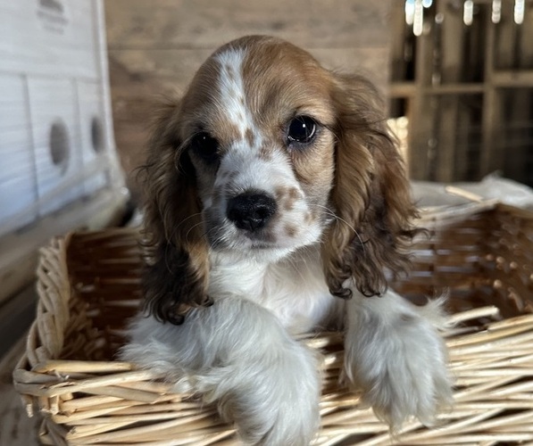 Medium Photo #9 Cocker Spaniel Puppy For Sale in ATHENS, WI, USA