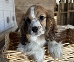 Small #8 Cocker Spaniel