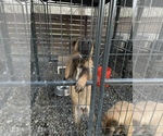 Small Photo #6 Belgian Malinois Puppy For Sale in VIOLET, LA, USA