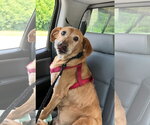 Small #1 Labrador Retriever Mix
