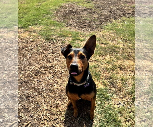 Medium Photo #8 Doberman Pinscher-Unknown Mix Puppy For Sale in Houston, TX, USA
