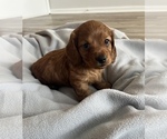 Small Photo #14 Dachshund Puppy For Sale in BROWNSBURG, IN, USA