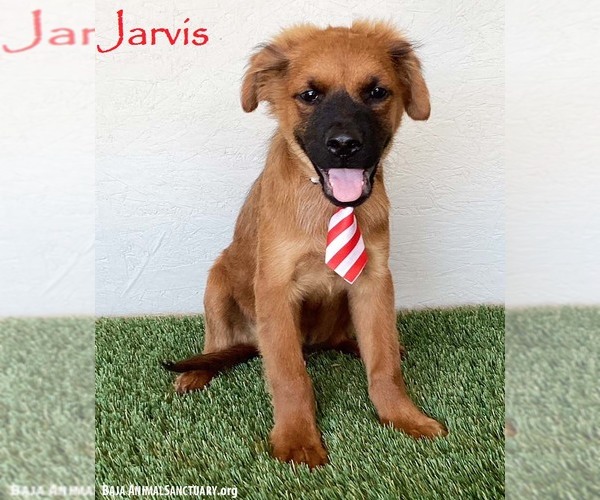 Medium Photo #4 Shepweiller Puppy For Sale in San Diego, CA, USA