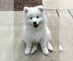 Small Photo #3 Samoyed Puppy For Sale in SACRAMENTO, CA, USA