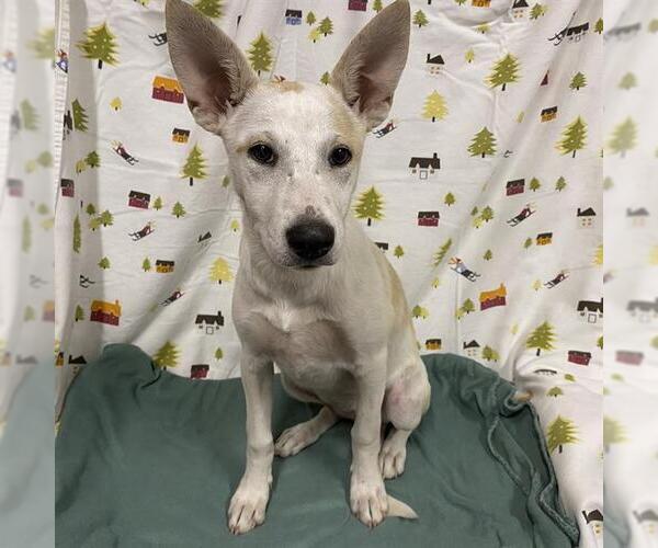 Medium Photo #1 Carolina Dog-Unknown Mix Puppy For Sale in Modesto, CA, USA