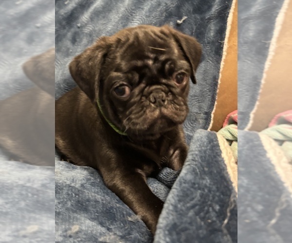 Medium Photo #2 Pug Puppy For Sale in HANOVER, VA, USA