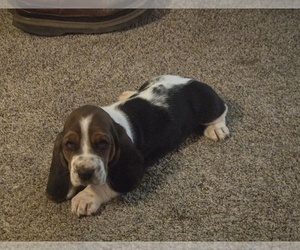 Basset Hound Puppy for sale in TOPPENISH, WA, USA