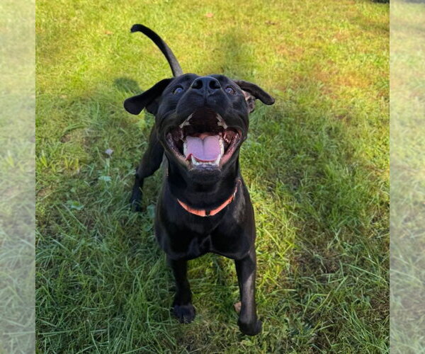 Medium Photo #2 Labrador Retriever-Unknown Mix Puppy For Sale in Muskegon, MI, USA