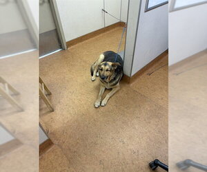German Shepherd Dog Dogs for adoption in Sacramento, CA, USA