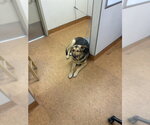 Small German Shepherd Dog