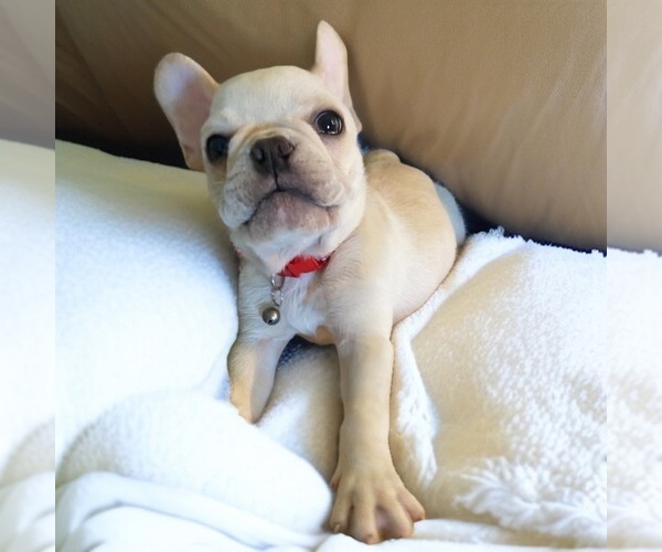 Medium Photo #3 French Bulldog Puppy For Sale in WOODRUFF, SC, USA