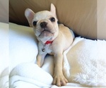 Small Photo #4 French Bulldog Puppy For Sale in WOODRUFF, SC, USA