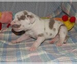 Small Photo #24 Great Dane Puppy For Sale in SPRAGGS, PA, USA