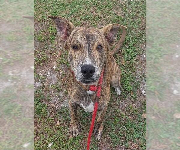 Medium Photo #1 American Staffordshire Terrier Puppy For Sale in Fort Lauderdale, FL, USA
