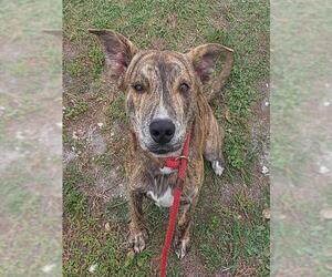 American Staffordshire Terrier Dogs for adoption in Fort Lauderdale, FL, USA